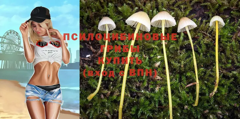 закладки  Апатиты  Галлюциногенные грибы Psilocybe 